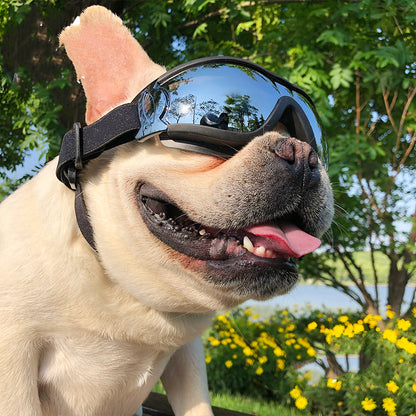 Dog Sunglasses